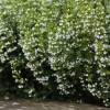 WILLEMSE FRANCE - Petit calament - le pot / ø 9cm, vendu par lot de 2