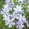 WILLEMSE FRANCE - Phlox mousse emerald cushion blue - le pot / ø 9cm, vendu par lot de 2