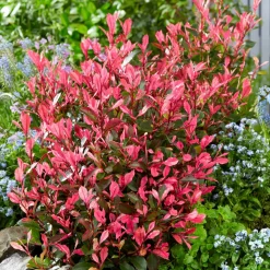 WILLEMSE FRANCE - Photinia fraseri little fenna - le pot / 4l