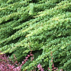WILLEMSE FRANCE - Épine-vinette de thunberg green carpet - le pot / ø 8cm