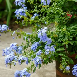 WILLEMSE FRANCE - Plumbago - le pot / ø 9cm, vendu par lot de 2