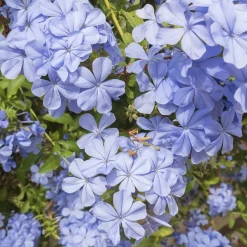 WILLEMSE FRANCE - Plumbago - le pot / ø 9cm, vendu par lot de 2