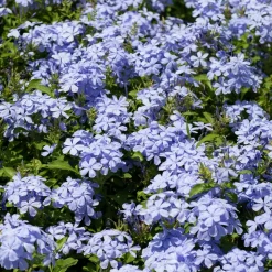 WILLEMSE FRANCE - Plumbago - le pot / ø 9cm, vendu par lot de 2