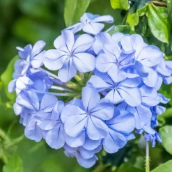 WILLEMSE FRANCE - Plumbago - le pot / ø 9cm, vendu par lot de 4