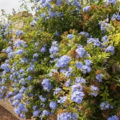 WILLEMSE FRANCE - Plumbago - le pot / ø 9cm, vendu par lot de 4