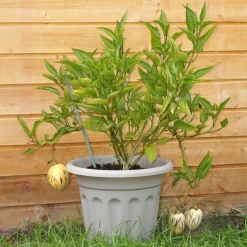 WILLEMSE FRANCE - Poire-melon - le pot / ø 10.5cm / hauteur livrée 10-15cm