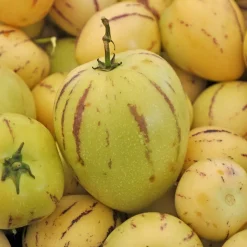 WILLEMSE FRANCE - Poire-melon - le pot / ø 10.5cm / hauteur livrée 10-15cm