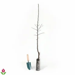 WILLEMSE FRANCE - Pommier elstar - le pot / 1.5l / hauteur livrée 50-60cm