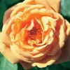 WILLEMSE FRANCE - Rosier anglais charlie ausgreen ® - la pièce en racine nue / 3+ branches