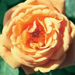 WILLEMSE FRANCE - Rosier anglais charlie ausgreen ® - la pièce en racine nue / 3+ branches