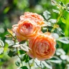 WILLEMSE FRANCE - Rosier anglais lady of shalott - le pot / 4l / hauteur livrée 15-40cm