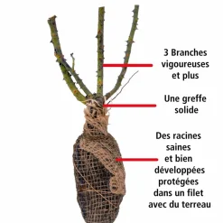 WILLEMSE FRANCE - Rosier anglais fish ausgreen ® - la pièce en racine nue / 3+ branches