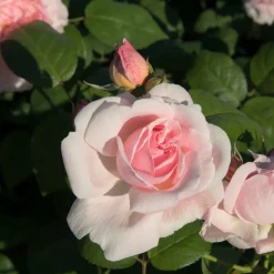 WILLEMSE FRANCE - Rosier buisson rose - la pièce en racine nue / 2+ branches