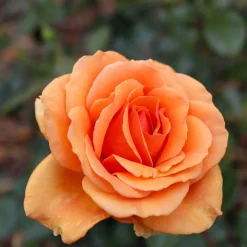 WILLEMSE FRANCE - Rosier buisson whisky - la motte / 3+ branches