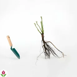 WILLEMSE FRANCE - Rosier buisson famosa - la pièce en racine nue / 3+ branches, vendu par lot de 2