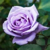 WILLEMSE FRANCE - Rosier buisson violet - la pièce en racine nue / 2+ branches, vendu par lot de 6
