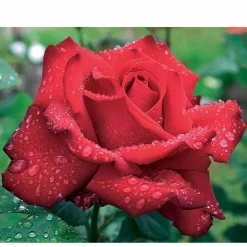 WILLEMSE FRANCE - Rosier buisson grande amore ® - la motte / 3+ branches