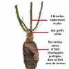 WILLEMSE FRANCE - Rosier buisson arthur bell - la motte / 3+ branches