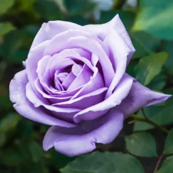 WILLEMSE FRANCE - Rosier buisson violet - la pièce en racine nue / 2+ branches, vendu par lot de 4