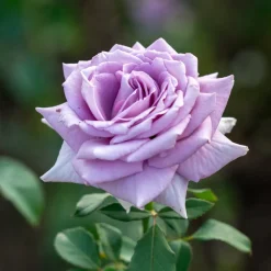 WILLEMSE FRANCE - Rosier buisson violet - la pièce en racine nue / 2+ branches, vendu par lot de 4