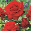 WILLEMSE FRANCE - Rosier buisson la magie du parfum - duftzauber 84 - la motte / 3+ branches, vendu par lot de 2