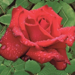 WILLEMSE FRANCE - Rosier buisson grande amore ® - la motte / 3+ branches, vendu par lot de 2