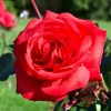 WILLEMSE FRANCE - Rosier buisson mr lincoln - la motte / 3+ branches