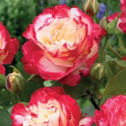 WILLEMSE FRANCE - Rosier buisson double delight - la motte / 3+ branches, vendu par lot de 2