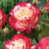 WILLEMSE FRANCE - Rosier buisson double delight - la pièce en racine nue / 3+ branches, vendu par lot de 2