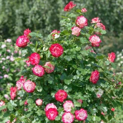 WILLEMSE FRANCE - Rosier buisson double delight - la pièce en racine nue / 3+ branches, vendu par lot de 2