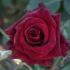 WILLEMSE FRANCE - Rosier buisson black baccara ® meidebenne - la pièce en racine nue / 3+ branches, vendu par lot de 2