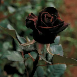 WILLEMSE FRANCE - Rosier buisson black baccara ® meidebenne - la pièce en racine nue / 3+ branches, vendu par lot de 2