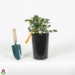 WILLEMSE FRANCE - Rosier buisson black baccara ® meidebenne - la motte / 3+ branches, vendu par lot de 2