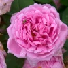WILLEMSE FRANCE - Rosier comte de chambord - la pièce en racine nue / 3+ branches