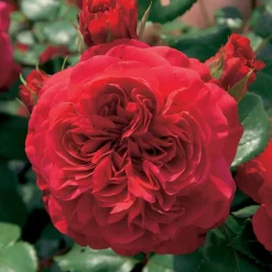 WILLEMSE FRANCE - Rosier floribunda red leonardo da vinci ® meiangele - la motte / 3+ branches, vendu par lot de 2