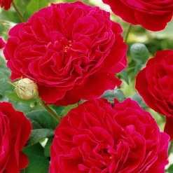 WILLEMSE FRANCE - Rosier floribunda red leonardo da vinci ® meiangele - la pièce en racine nue / 3+ branches