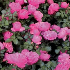 WILLEMSE FRANCE - Rosier floribunda leonardo da vinci ® medeauri - la pièce en racine nue / 3+ branches