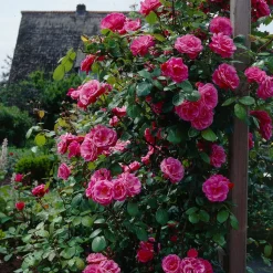 WILLEMSE FRANCE - Rosier grimpant rose - la pièce en racine nue / 2+ branches, vendu par lot de 2