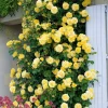 WILLEMSE FRANCE - Rosier grimpant golden gate ® korgolgat - la pièce en racine nue / 3 branches, vendu par lot de 2