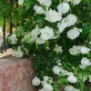 WILLEMSE FRANCE - Rosier grimpant blanc - la pièce en racine nue / 2+ branches, vendu par lot de 2