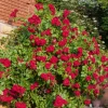 WILLEMSE FRANCE - Rosier grimpant rouge - la pièce en racine nue / 2 branches, vendu par lot de 2