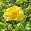 WILLEMSE FRANCE - Rosier grimpant jaune - la pièce en racine nue / 2+ branches, vendu par lot de 2