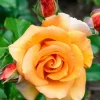 WILLEMSE FRANCE - Rosier grimpant orange - la pièce en racine nue / 2+ branches, vendu par lot de 2