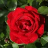 WILLEMSE FRANCE - Rosier grimpant santana ® - la pièce en racine nue / 3 branches, vendu par lot de 2