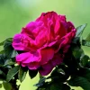 WILLEMSE FRANCE - Rosier hansa - le pot / 4l / hauteur livrée 15-40cm