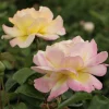 WILLEMSE FRANCE - Rosier mme a. Meilland - le pot / 4l / hauteur livrée 15-40cm