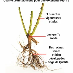 WILLEMSE FRANCE - Rosier pink perfume - la pièce en racine nue / 3+ branches, vendu par lot de 2