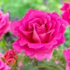 WILLEMSE FRANCE - Rosier pink perfume - la pièce en racine nue / 3+ branches