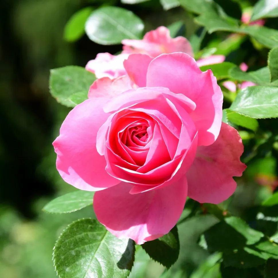 WILLEMSE FRANCE - Rosier pink perfume - la pièce en racine nue / 3+ branches