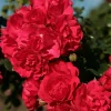 WILLEMSE FRANCE - Rosier toscana® - le pot / 3l / hauteur livrée 15-40cm